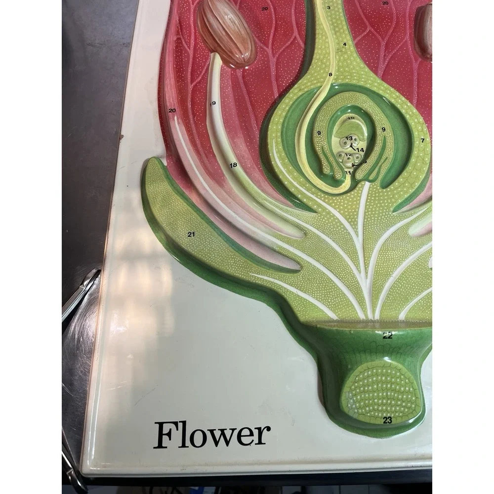 Vintage 1998 Hubbard Scientific Flower Anatomy Model 24x18 Biology Classroom